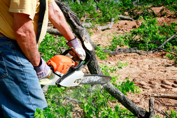 Residential Tree Removal